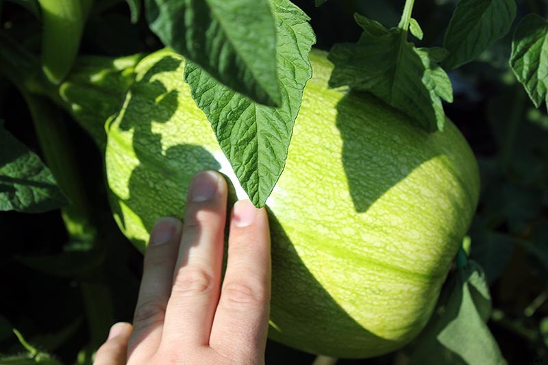 How to Grow Giant Pumpkins
