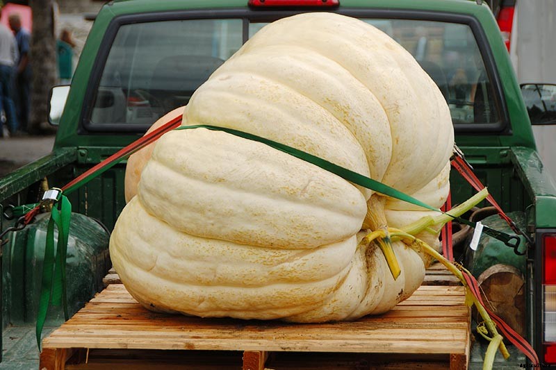 How to Grow Giant Pumpkins