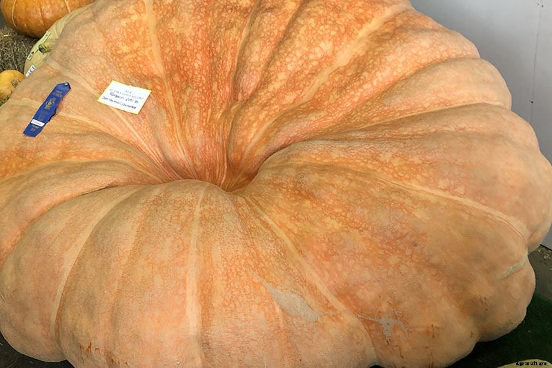How to Grow Giant Pumpkins