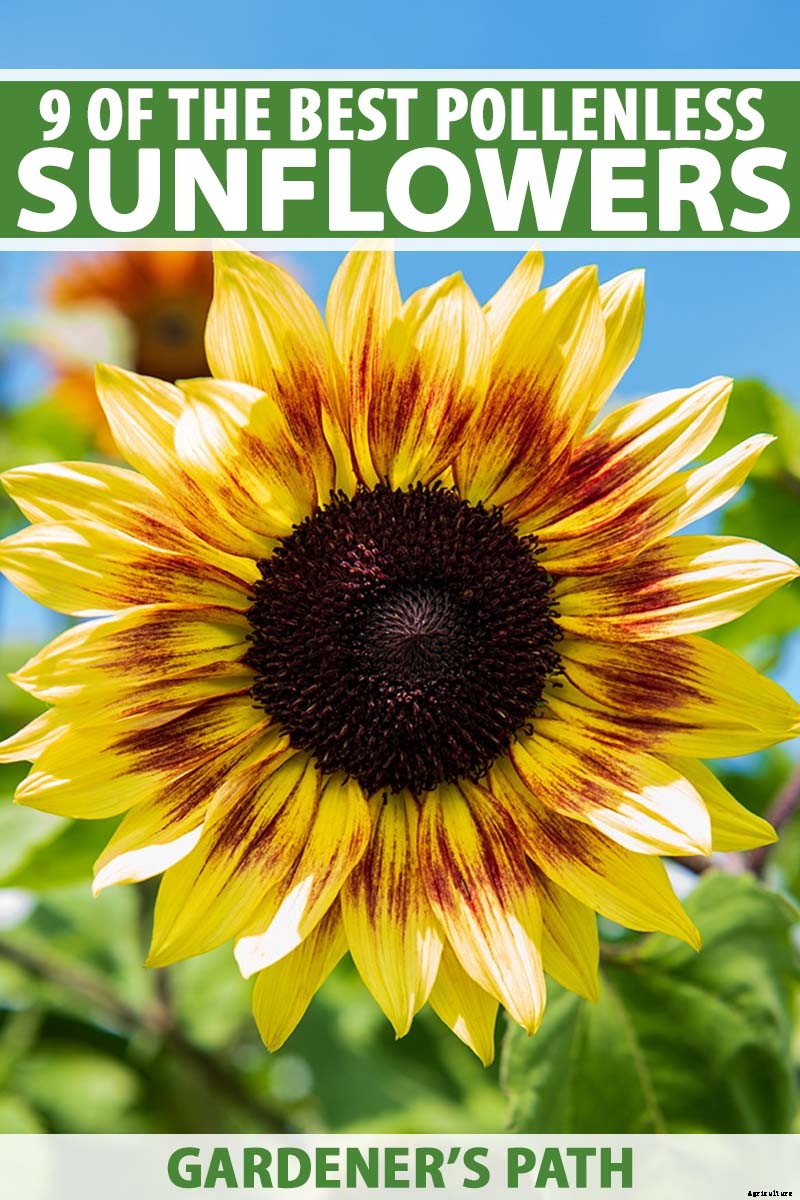9 Popular Pollenless Sunflowers to Grow in Your Garden