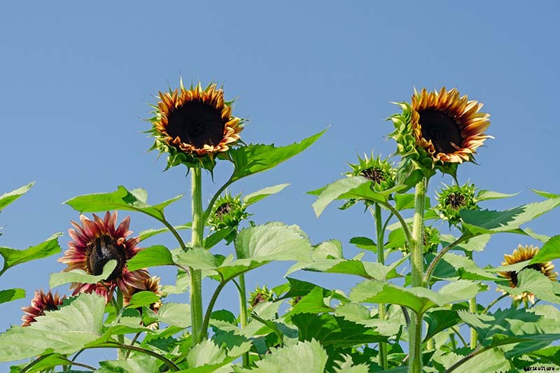 9 Popular Pollenless Sunflowers to Grow in Your Garden