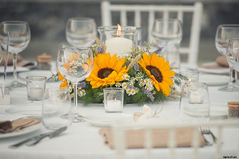 9 Popular Pollenless Sunflowers to Grow in Your Garden