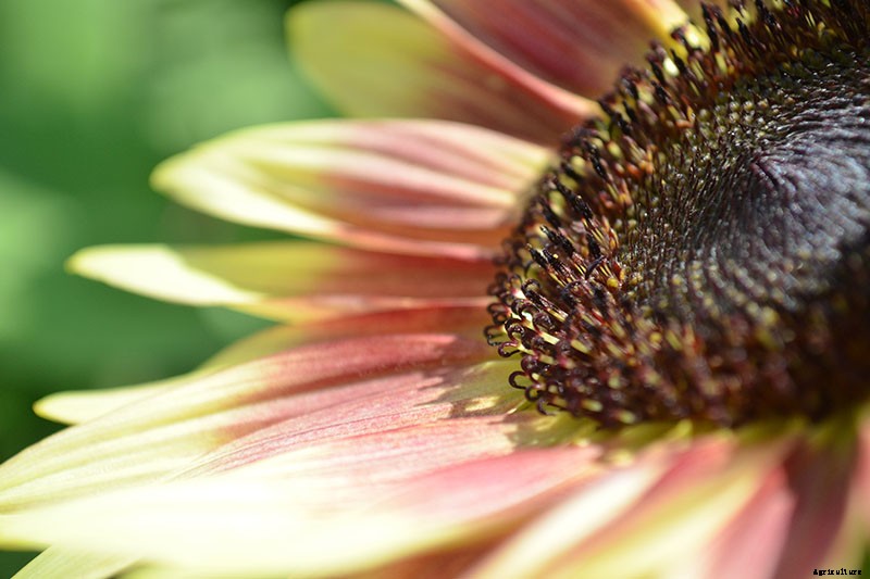 9 Popular Pollenless Sunflowers to Grow in Your Garden