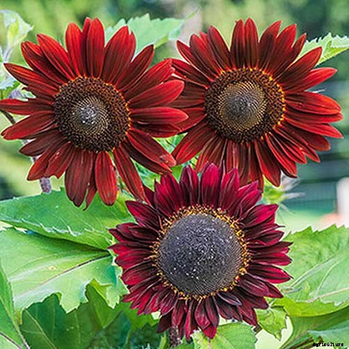 9 Popular Pollenless Sunflowers to Grow in Your Garden
