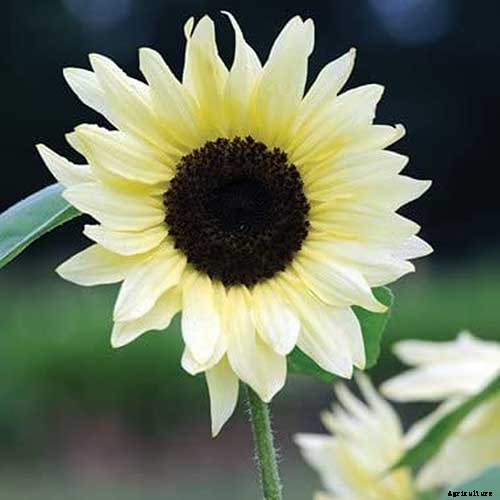 9 Popular Pollenless Sunflowers to Grow in Your Garden