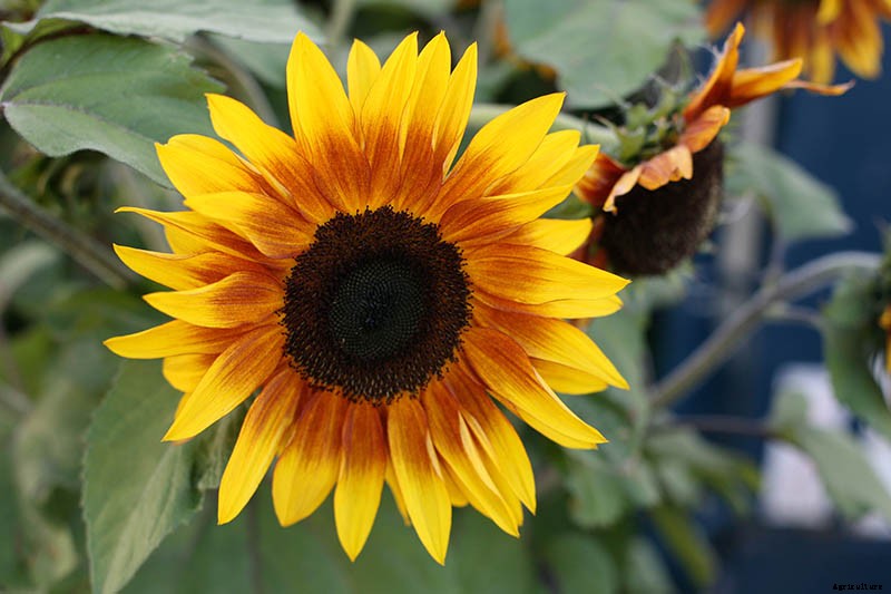 9 Popular Pollenless Sunflowers to Grow in Your Garden