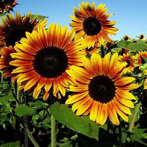 9 Popular Pollenless Sunflowers to Grow in Your Garden