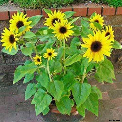 9 Popular Pollenless Sunflowers to Grow in Your Garden
