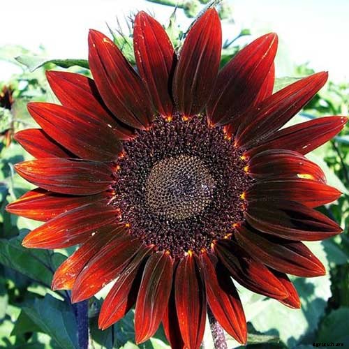 9 Popular Pollenless Sunflowers to Grow in Your Garden