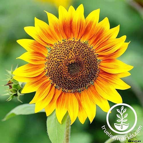 9 Popular Pollenless Sunflowers to Grow in Your Garden