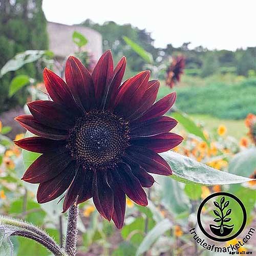 9 Popular Pollenless Sunflowers to Grow in Your Garden