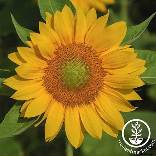 9 Popular Pollenless Sunflowers to Grow in Your Garden