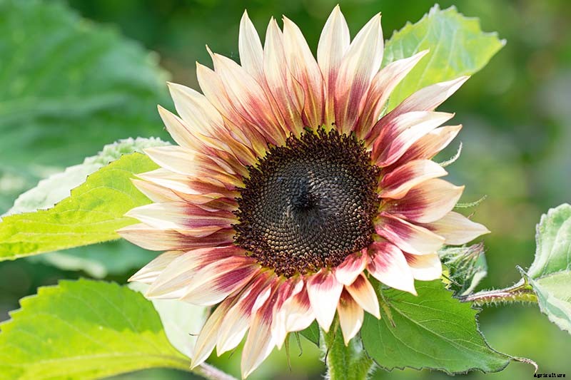 9 Popular Pollenless Sunflowers to Grow in Your Garden