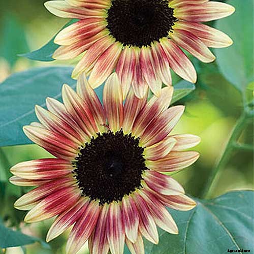 9 Popular Pollenless Sunflowers to Grow in Your Garden