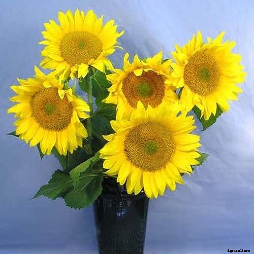 9 Popular Pollenless Sunflowers to Grow in Your Garden