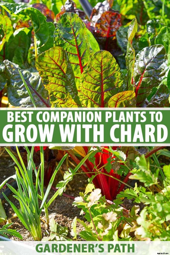 7 of the Best Companion Plants to Grow with Chard