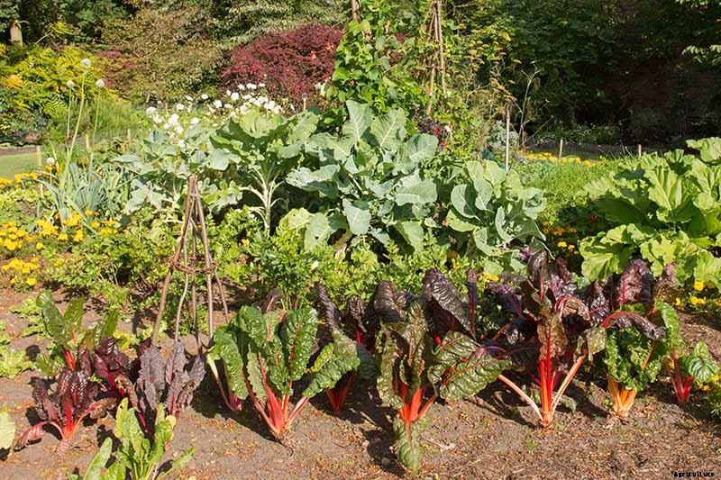 7 of the Best Companion Plants to Grow with Chard