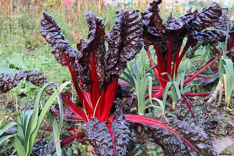 7 of the Best Companion Plants to Grow with Chard