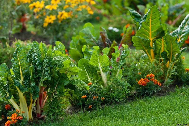 7 of the Best Companion Plants to Grow with Chard