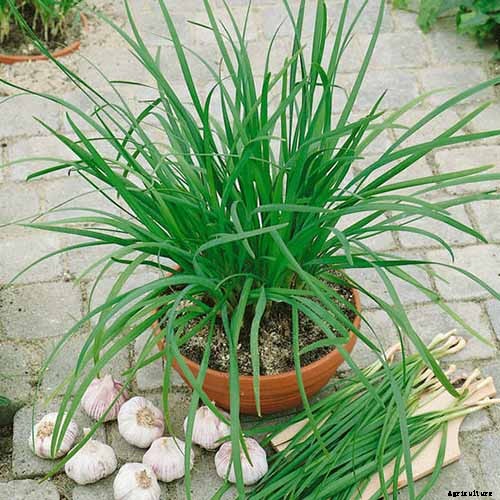 7 of the Best Companion Plants to Grow with Chard