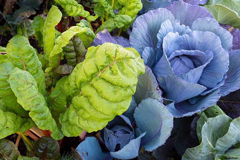 7 of the Best Companion Plants to Grow with Chard