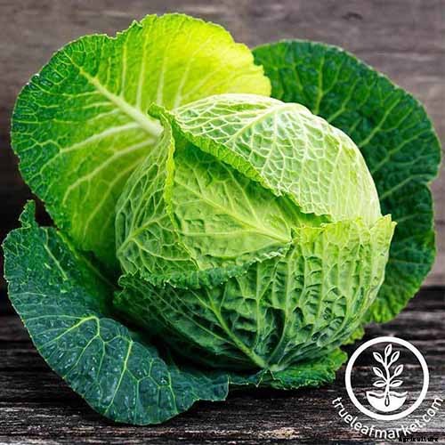 7 of the Best Companion Plants to Grow with Chard