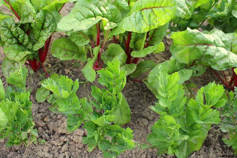 7 of the Best Companion Plants to Grow with Chard
