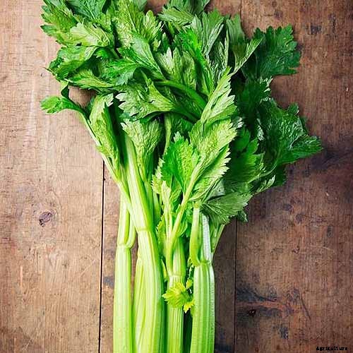 7 of the Best Companion Plants to Grow with Chard