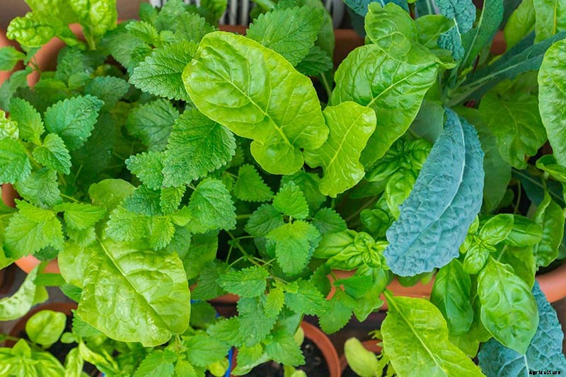 7 of the Best Companion Plants to Grow with Chard