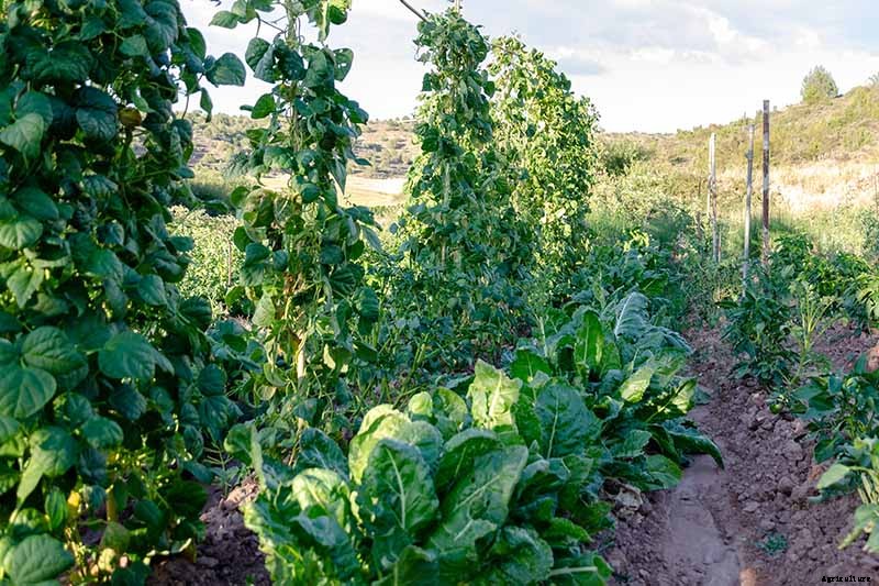 7 of the Best Companion Plants to Grow with Chard