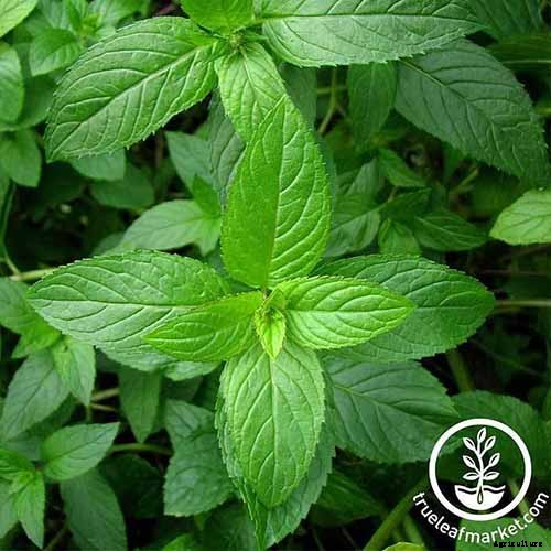 7 of the Best Companion Plants to Grow with Chard