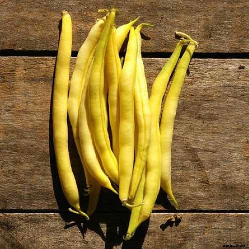 7 of the Best Companion Plants to Grow with Chard