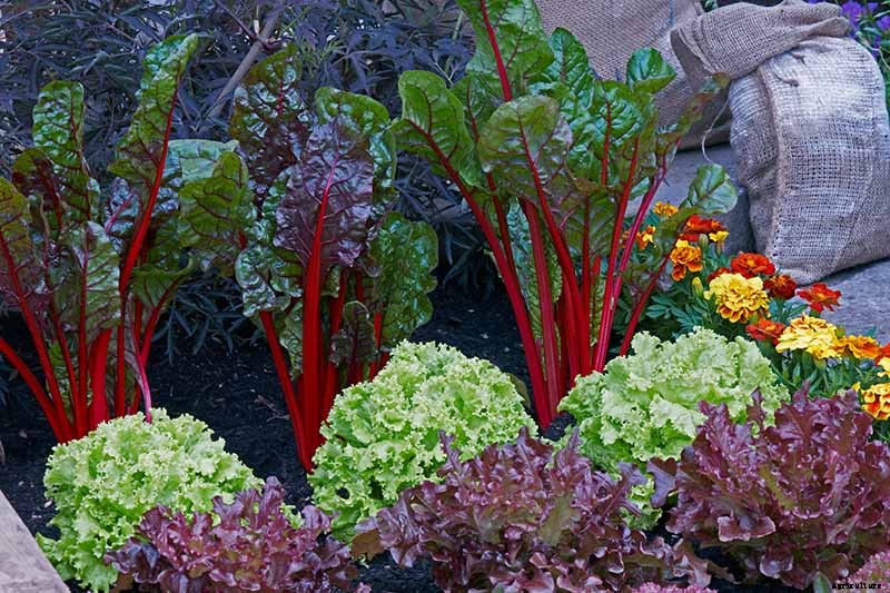 7 of the Best Companion Plants to Grow with Chard