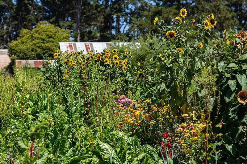 7 of the Best Companion Plants to Grow with Chard