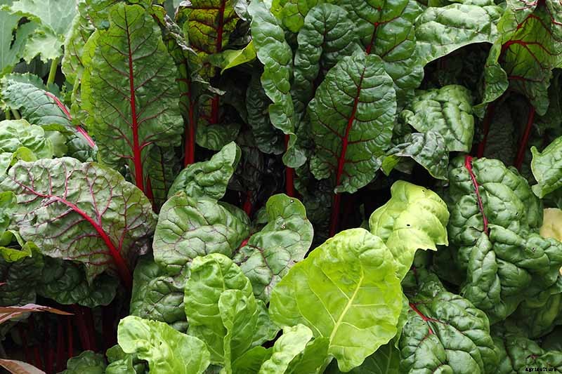 7 of the Best Companion Plants to Grow with Chard