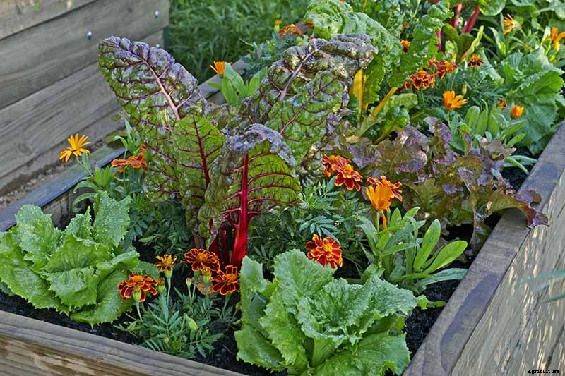 7 of the Best Companion Plants to Grow with Chard