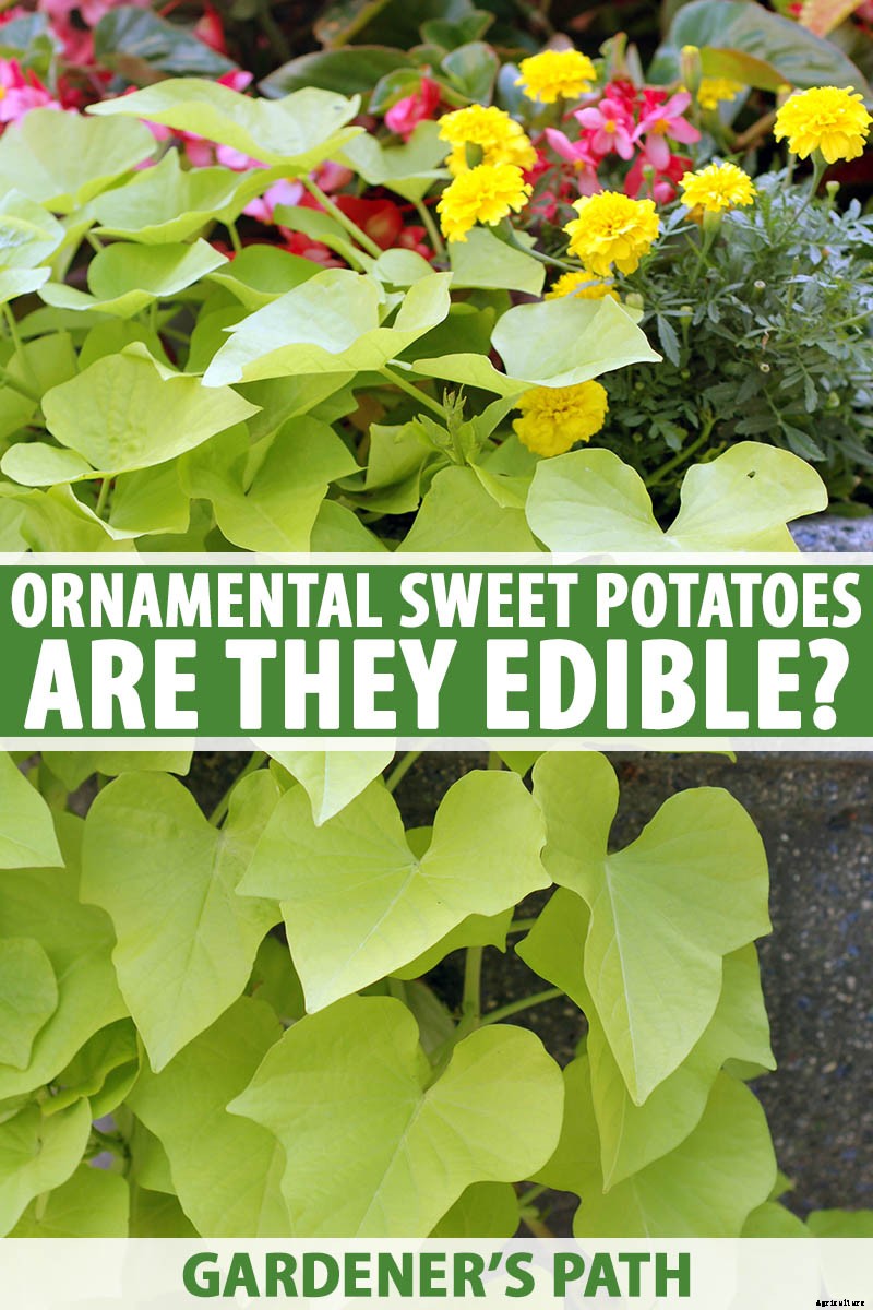Are Ornamental Sweet Potatoes Edible?