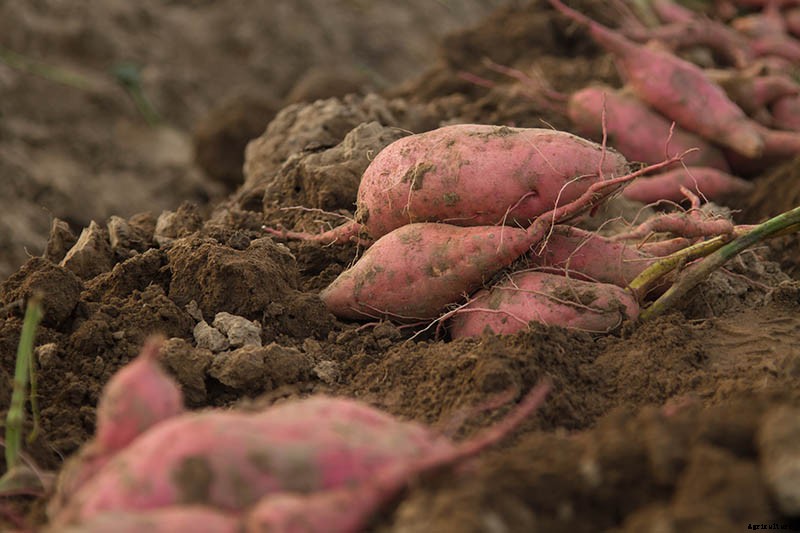 Are Ornamental Sweet Potatoes Edible?