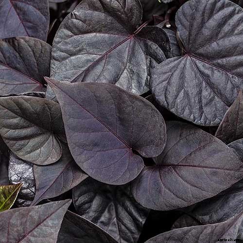 Are Ornamental Sweet Potatoes Edible?