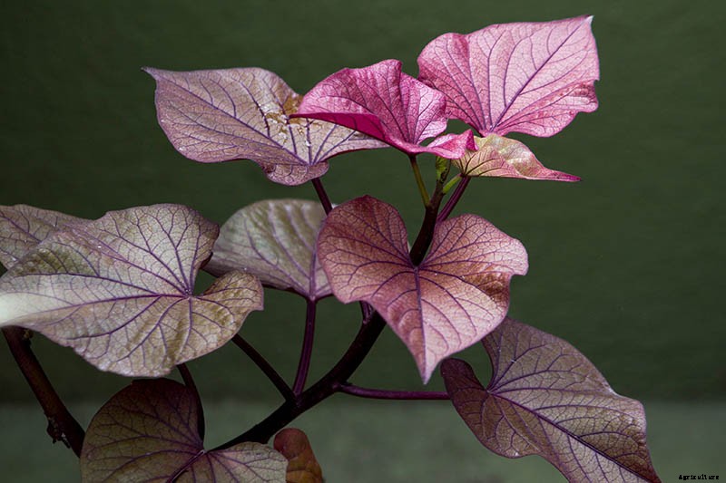 Are Ornamental Sweet Potatoes Edible?