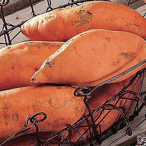 Are Ornamental Sweet Potatoes Edible?