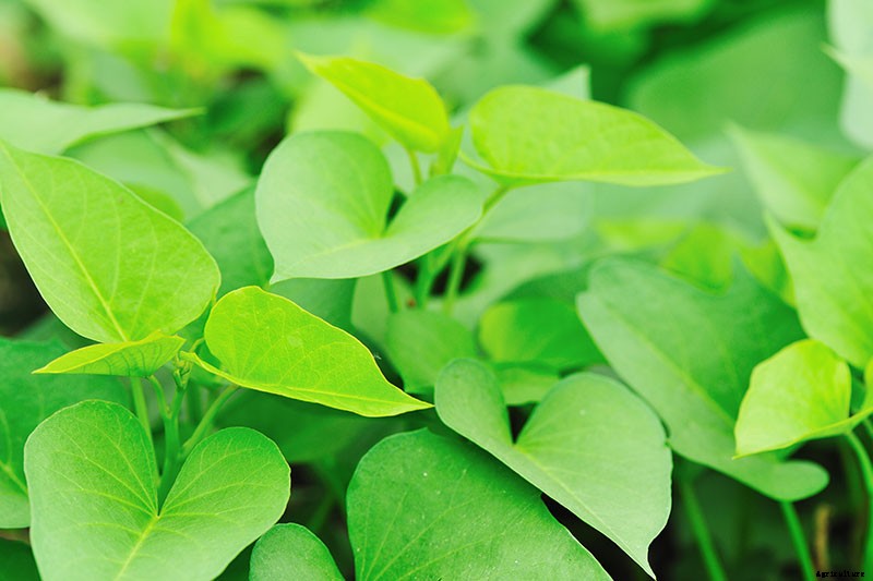 Are Ornamental Sweet Potatoes Edible?