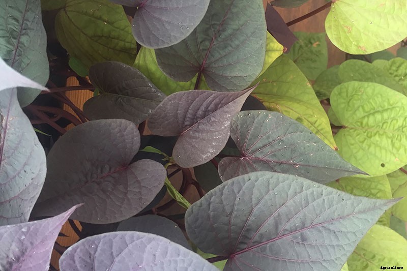 Are Ornamental Sweet Potatoes Edible?