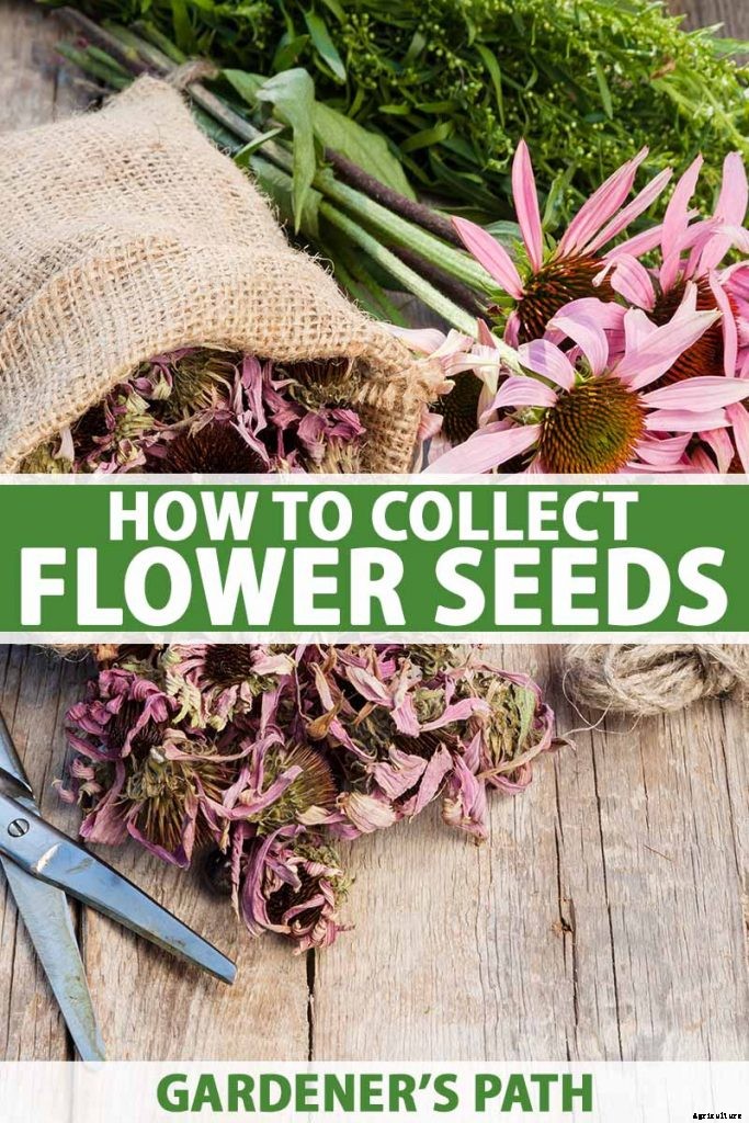 Collecting Flower Seeds: How and When to Harvest Seeds from the Garden for Planting