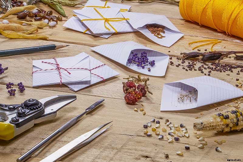 Collecting Flower Seeds: How and When to Harvest Seeds from the Garden for Planting