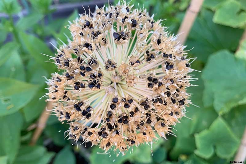 Collecting Flower Seeds: How and When to Harvest Seeds from the Garden for Planting