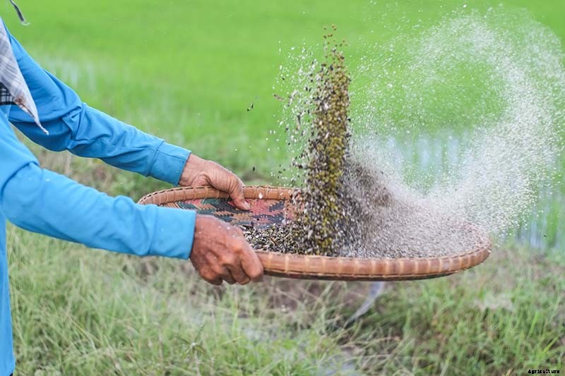 Collecting Flower Seeds: How and When to Harvest Seeds from the Garden for Planting