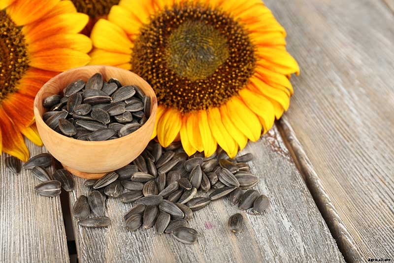 Collecting Flower Seeds: How and When to Harvest Seeds from the Garden for Planting