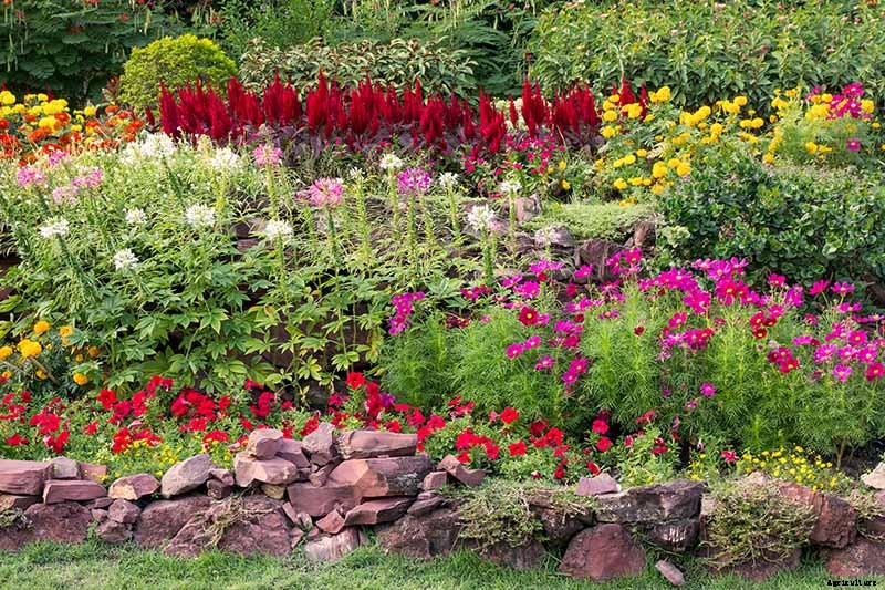 Collecting Flower Seeds: How and When to Harvest Seeds from the Garden for Planting