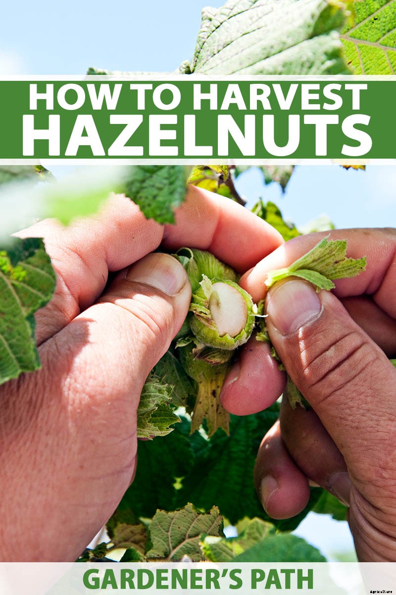 How to Harvest Hazelnuts